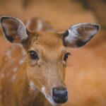 Deers may help prevent wildfires in California