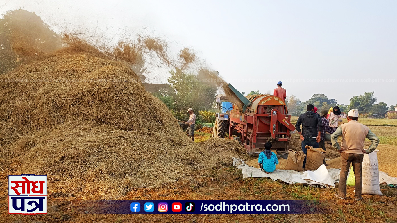 कैलालीका किसान धान भित्र्याउन व्यस्त